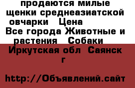 продаются милые щенки среднеазиатской овчарки › Цена ­ 30 000 - Все города Животные и растения » Собаки   . Иркутская обл.,Саянск г.